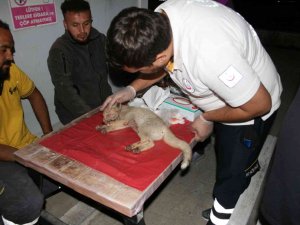 Çarptığı Yavru Tilkiyi 112 Acil Servis İ̇stasyonuna Götürdü