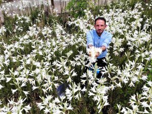 Tokat’ta, Akzambak Hasadı Başladı