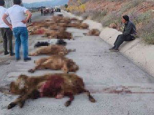 Otobüs Küçükbaş Sürüsüne Daldı: 70 Hayvan Telef Oldu