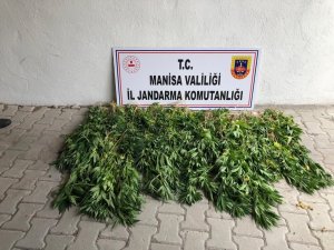 Soma’da Dere Yatağına Ekilen Kenevirler İmha Edildi