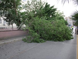 Aydın’da Kuvvetli Rüzgar Ve Fırtına Bekleniyor