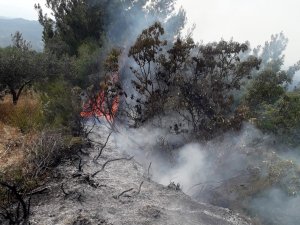 Osmaniye’deki Orman Yangını Büyümeden Söndürüldü