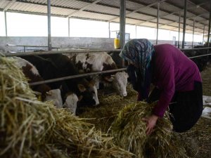 Manda Sütündeki Verimlilik İnekleri Solladı
