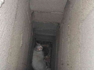 Apartmanın Bacasında Mahsur Kalan Kedi Kurtarıldı