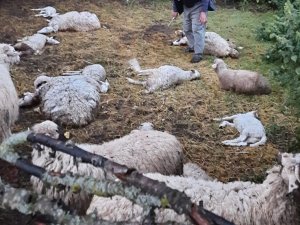 Amasya’da Kurt Saldırısı: 35 Koyun Telef Oldu