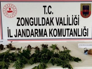 Zonguldak 28 Kök Kenevir Bitkisi Ele Geçirildi