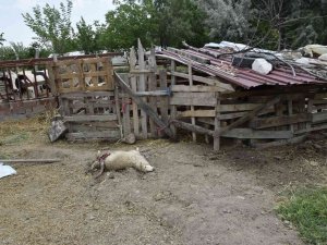 Burdur’da Sokak Köpekleri Koyunlara Saldırdı, Vatandaş İsyan Etti