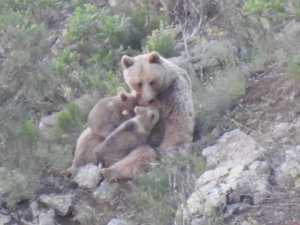 Yavrularını Emziren Anne Ayı Kameralara Takıldı