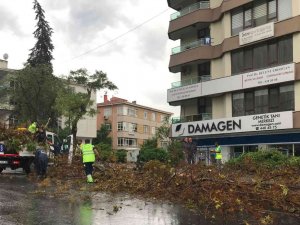 Ankara’da Etkili Olan Fırtına Ağaçların Devrilmesine Neden Oldu