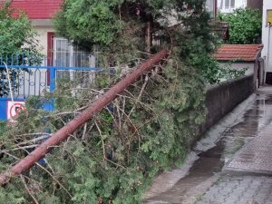 Şiddetli Rüzgar Ağaçları Devirdi, Elektrik Tellerini Kopardı