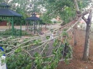Uşak’ta Şiddetli Fırtına Parktaki Ağaçları Devirdi