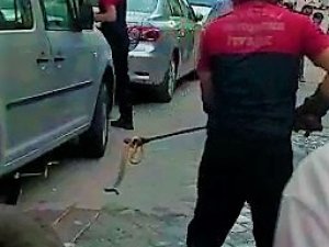 Araca Giren Yılan Zor Anlar Yaşattı