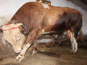 1,3 Tonluk Kurbanlık Boğa 80 Bin Liradan Satışa Çıktı