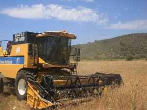 Karaova’da Karakılçık Buğdayı Hasadı Yapıldı