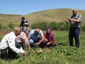 Davul Klarnet Eşliğinde Çilek Hasadı Başladı