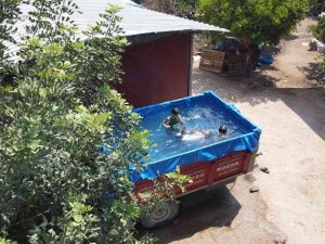 Çocuklar Römork Havuzda Serinliyor