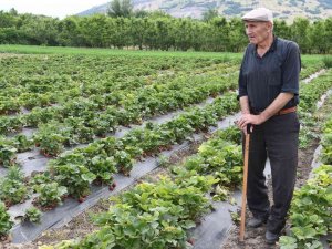 72 Yaşındaki Çilek Üreticisinden Gençlere Çağrı