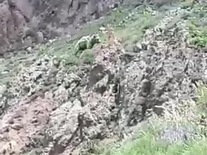 Vatandaşın Ayıya Söyledikleri Gülümsetti