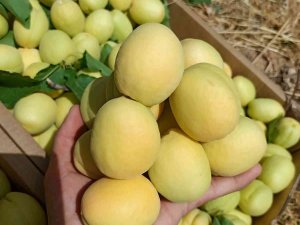 Malatya’nın Turfanda Kayısısı Pazarda