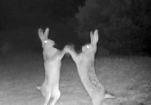 Artvin’de Tavşanların Tatlı Sert Kavgası Fotokapana Yakalandı