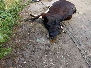 Rüzgar Elektrik Tellerini Kopardı, Akıma Kapılan 3 İnek Telef Oldu
