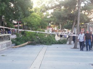 Fırtına Ağacı Devirdi: 1 Yaralı