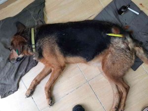 Sultan İsimli Köpeği Plastik Uyuşturucu İle Vurdular