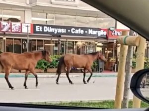 Bursa’da Başıboş Atlar Yollarda Cirit Atıyor