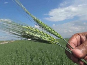 Muş’ta Çiftçiler Arpa Ve Buğday Veriminde Yüzde 75 Artış Bekliyor