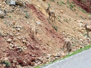 Erzincan - İ̇liç Yolunda Yaban Keçileri Yol Kenarına İndi