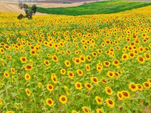 Ayçiçeği Üreticisi Yağmur Bekliyor