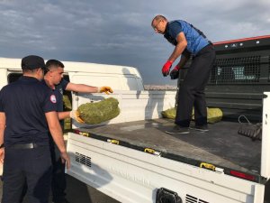 Sahil Hatlarında Kaçak Avlanılan 1,5 Ton Kara Midye Ele Geçirildi