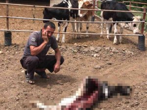 Karaman’da Ahıra Giren Kurtlar Buzağıyı Yedi