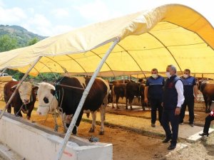 Kurbanlık Hayvan Alış, Satış Ve Kesimlerinde Dikkat Edilecek Hususlar