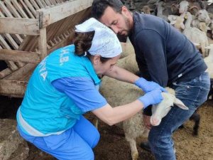 Domaniç’te Küçükbaş Hayvanlara Veba Ve Brucella Aşısı İle Küpeleme Uygulaması