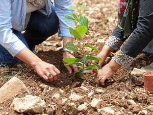 “Aronya” Üreticiye Alternatif Olacak