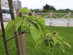 Melet Meyve Bahçesine Dönüştü