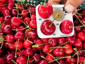 Tokat’tan Hindistan’a Kiraz İhracatı