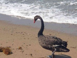 Koruma Altındaki Siyah Kuğu, Türkiye’de İkinci Kez Antalya’da Görüldü