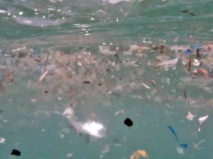 Deniz Canlılarının En Büyük Düşmanı ’Mikroplastikler’