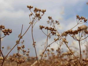 Kilis’te Kişniş Hasadı Başladı
