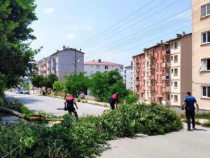 Sinop’ta Fırtına Ağaç Yıktı