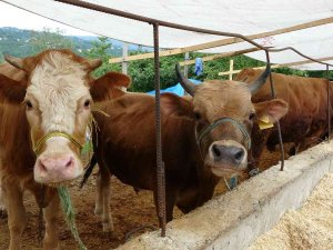 Kurbanlık Hayvanlar Pazara İndi