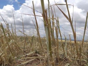 Yüksek Düzeyde Rekolte Bekleniyordu, Tamamı Zarar Gördü: Çiftçilere Destek Yolda