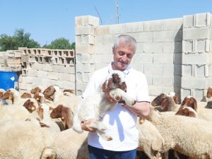 Şahinbey’de Hayvancılık Gelişiyor