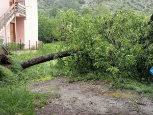 Artvin’de Şiddetli Rüzgar Ağaçları Devirdi, Çatıları Uçurdu