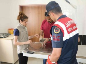 Jandarma Haydi̇ Timlerinden Yavru Baykuşa Şefkat Eli