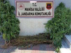 Sazlık Alanda 45 Kök Hint Keneviri Ele Geçirildi