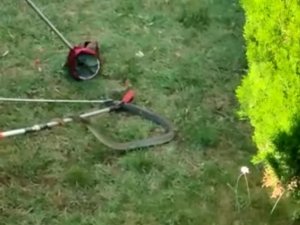 Bursa’da Site Bahçesinde 1.5 Metre Boyunda Yılan Yakalandı