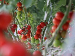 Yılda 1250 Ton Domates Üretimi Hedeflenen Merkez Dünya Piyasasına Açılacak